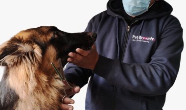 Pet Groomly – Best at-home Grooming Services at an affordable cost for every pet parent