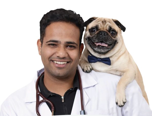 India Will Have 43 Million Pet Dogs Next Year. Most of Them Still Won’t Eat Proper Pet Food.